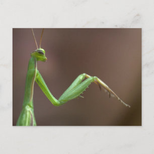 Mantis religosa briefkaart