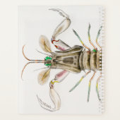 Mantis Shrimp, Stomatopod, James Ellsworth de Kay Planner (Achterkant)