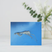 Mantis Skin ~ carte postale (Debout devant)