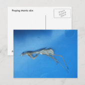 Mantis Skin ~ carte postale (Devant / Derrière)