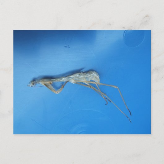 Mantis Skin ~ carte postale (Devant)