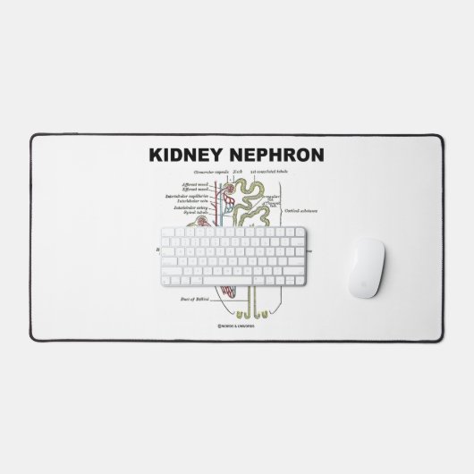 Manuel d'anatomie de Kidney Nephron Grey (Clavier et souris)