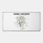 Manuel d'anatomie de Kidney Nephron Grey (Recto)