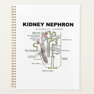 Manuel d'anatomie de Kidney Nephron Grey