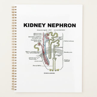 Manuel d'anatomie de Kidney Nephron Grey