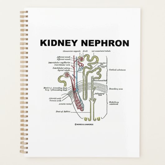 Manuel d'anatomie de Kidney Nephron Grey (Devant)