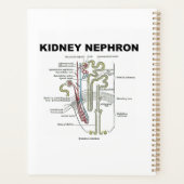Manuel d'anatomie de Kidney Nephron Grey (Dos)