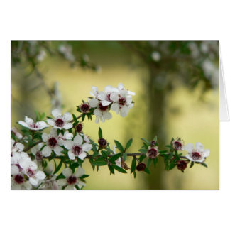 Manuka en fleur