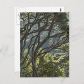 Manuka Tree Forest Nieuw-Zeeland Briefkaart (Voorkant / Achterkant)