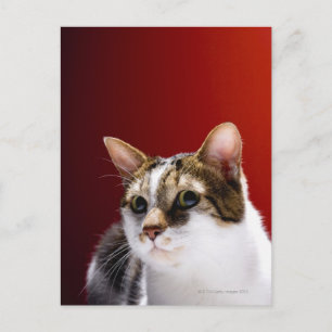 Manx cat briefkaart