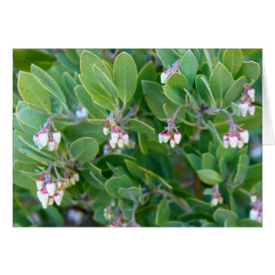 Manzanita bloemen