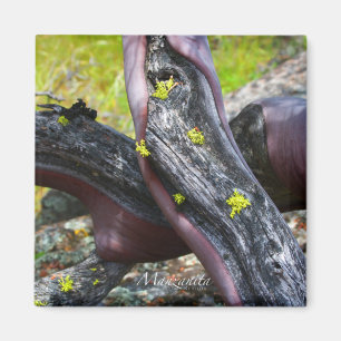Manzanita Magnet