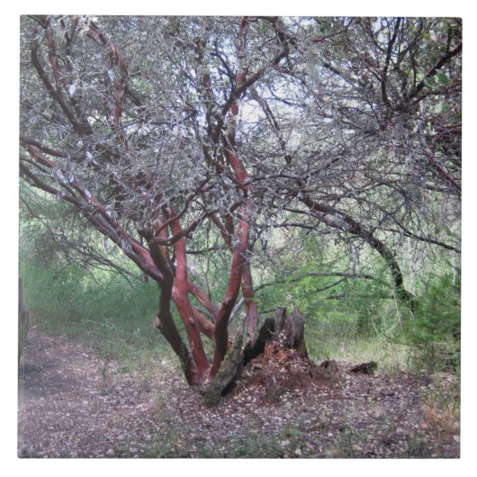 Manzanita Tree Tegeltje (Voorkant)