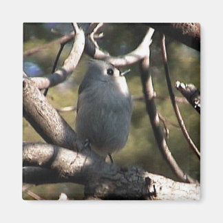 Map ZAZZ 1 012 Magneet