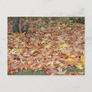 Mapelbladeren in de herfst briefkaart