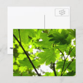 Mapelbladeren met regendruppels briefkaart (Voorkant / Achterkant)