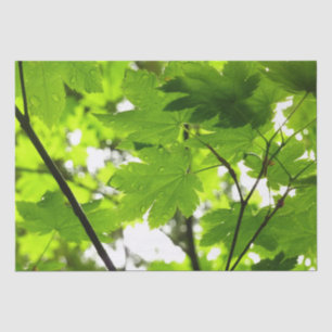 Mapelbladeren met regendruppels tissuepapier