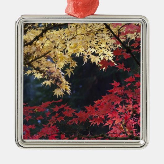 Mapelbomen in herfstkleur metalen ornament (Voorkant)