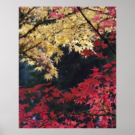 Mapelbomen in herfstkleur poster (Voorkant)