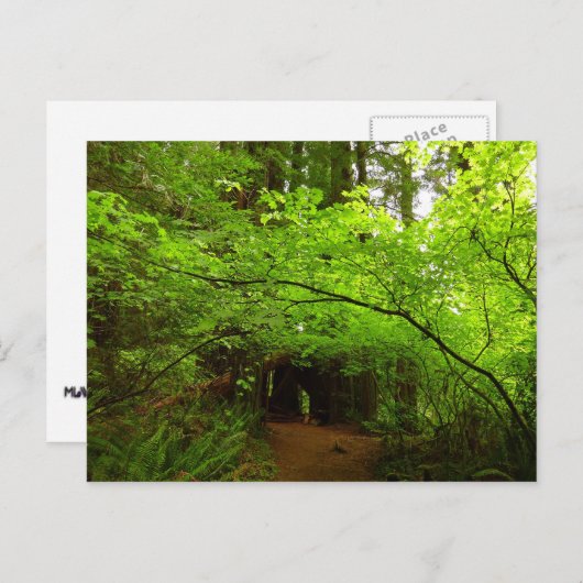 Mapelbomen in het sequoibos briefkaart (Voorkant / Achterkant)