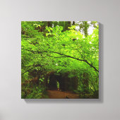 Mapelbomen in het sequoibos canvas afdruk (Voorkant)