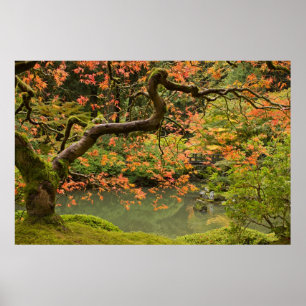 Mapelboom in Portland Oregon Japanse tuinpost Poster