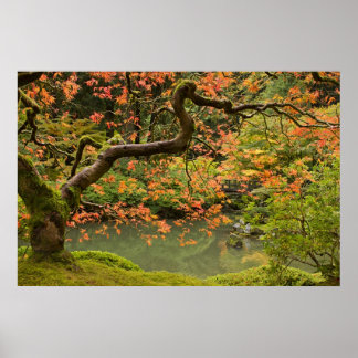 Mapelboom in Portland Oregon Japanse tuinpost Poster
