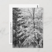 Mapelboom in sneeuw briefkaart (Voorkant / Achterkant)