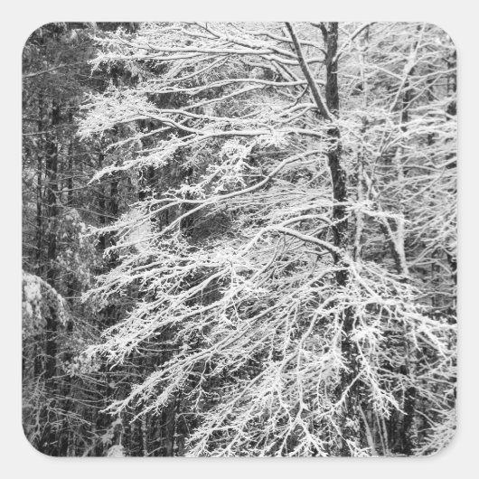 Mapelboom in sneeuw vierkante sticker (Voorkant)