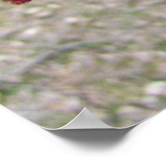 Mapelboomknoppen Poster (Hoek)