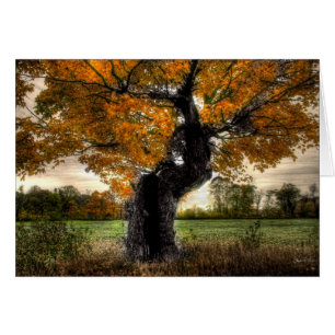 Maple Giant : carte