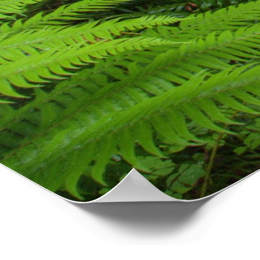 Maple Glade trail, veerboten en mos Poster (Hoek)