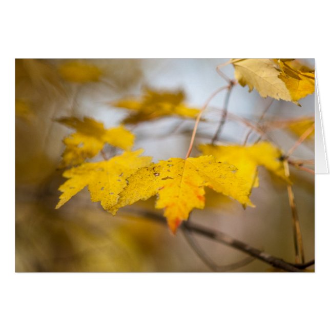 Maple Glow (Voorkant Horizontaal)