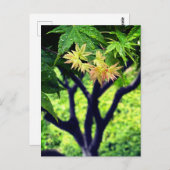 Maple in lente briefkaart (Voorkant / Achterkant)