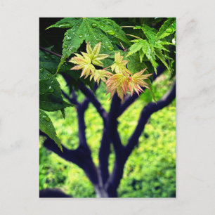 Maple in lente briefkaart