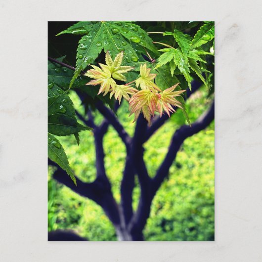 Maple in lente briefkaart (Voorkant)