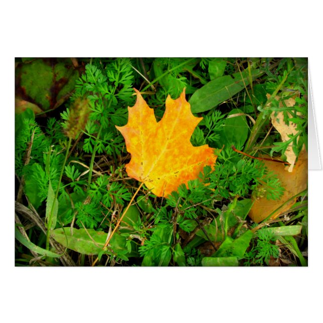 Maple Leaf (Voorkant Horizontaal)