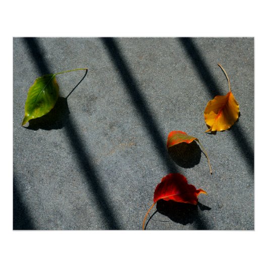 Maple Leaves Perfect Poster (Voorkant)