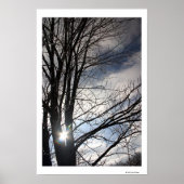 Maple Sky Poster (Voorkant)