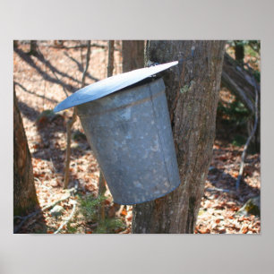 Maple Sugar Sap Bucket on Tree Natuur Poster