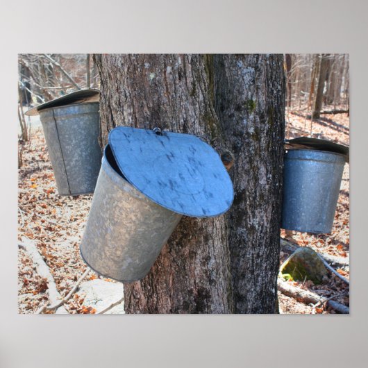 Maple Sugar Sap Buckets on Tree Natuur Poster (Voorkant)