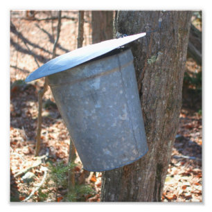 Maple Syrup Sugar Sap Bucket on Tree 8x8 Foto Afdruk