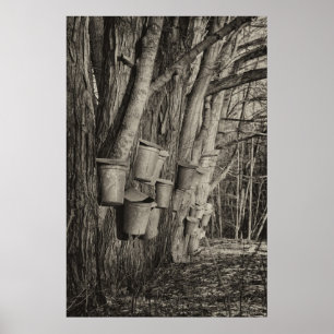 Maple Syrup Time Poster