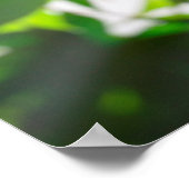 Maple tree leaf twig textuur poster (Hoek)