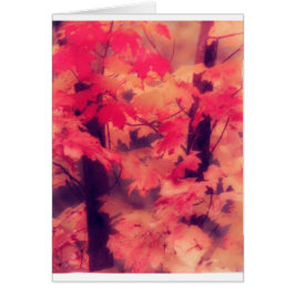 Maple Trees in de Herfst