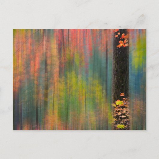 Maple Trees | State Park Silver Herfsten Briefkaart (Voorkant)