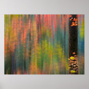 Maple Trees   State Park Silver Herfsten Poster