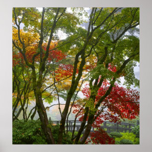 Maple Trees vallen kleuren af in het Japanse Poste Poster