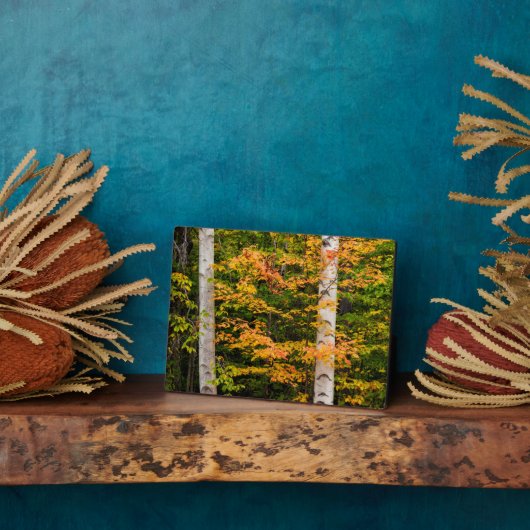 Maple & White Birch | Witte bergen, NH Fotoplaat (Zijkant)