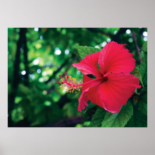 Mar Pacifico Flower 28 x 20 inch Poster (Voorkant)